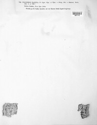 Polyporus radula image